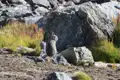Ein Viscacha sitzt inmitten von Felsen und Gräsern in einer Berglandschaft.