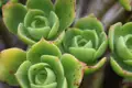 Grüne Sukkulenten in Nahaufnahme.