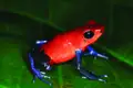 Roter Frosch mit blauen Beinen auf einem Blatt.
