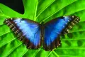 Blauer Schmetterling auf grünem Blatt