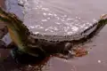 Krokodil im Fluss