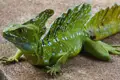 Grüner Basilisk auf einer Reise beobachtet.