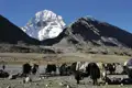 Yaks im Vordergrund mit dem schneebedeckten Gipfel des Kailash im Hintergrund.
