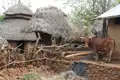 Traditionelle Hütten mit Strohdächern und ein Zebu-Rind, typisch für ländliche Gebiete.