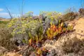 Dünenvegetation mit gelben Blüten und Sukkulenten.