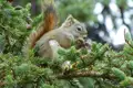 Eichhörnchen frisst auf einem Tannenbaum.