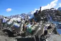Lamas transportieren Gepäck im Hochgebirge.