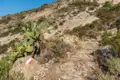 Markierter Wanderweg mit steinigem Untergrund und Feigenkaktus.