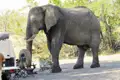 Ein Elefant begegnet einem Safari-Fahrzeug, möglicherweise während einer Wildbeobachtungsfahrt.