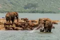 Elefant spritzt Wasser im See, umgeben von Büffeln.