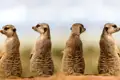 Vier Erdmännchen in der Kalahari-Wüste.