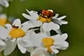 Roter Käfer auf einer weißen Margeritenblüte.
