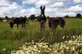 Drei Esel grasen auf einer Wiese mit Gänseblümchen im Vordergrund.