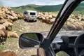 Geländewagen hält auf einer Bergstraße aufgrund einer Schafherde an.