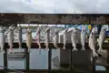 Fische hängen zum Trocknen am Hafen.