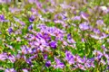 Lila Blumen auf einer Wiese