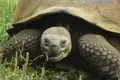 Galapagos-Riesenschildkröte beim Fressen von Vegetation.