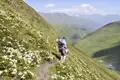 Wanderer auf einem Bergpfad inmitten blühender Alpenrosen.