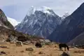 Yaks und Pferd auf einer Hochgebirgsweide mit schneebedecktem Bergpanorama
