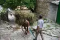 Traditioneller Heutransport mit Maultier in einem Dorf.