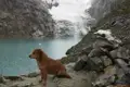 Ein Hund am Ufer eines Gletschersees mit einem Tierschädel im Vordergrund.