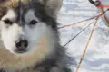 Husky, angeschirrt und bereit für eine Schlittenfahrt im Schnee.