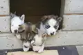 Vier junge Huskys in einer Hundehütte.