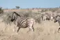 Zebra in der afrikanischen Savanne