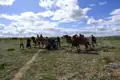 Kamele als Transportmittel in der Steppe. Gepäcktransport mit Kamelen.