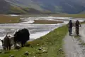 Zwei Radfahrer auf Mountainbikes fahren auf einem Weg neben einem Fluss entlang. Im Vordergrund grasen zwei Yaks. Im Hintergrund erstreckt sich eine bergige Landschaft.