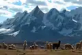 Alpakas weiden vor der Kulisse der schneebedeckten Anden.