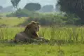 Männlicher Löwe ruht in der afrikanischen Savanne.