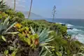 Sukkulenten und Kakteen wachsen an der felsigen Küste mit Blick auf das Meer.