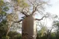 Baobab Baum
