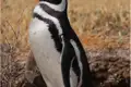 Pinguin in trockenem Gelände
