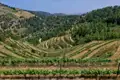 Terrassenweinberge in einer hügeligen Landschaft.