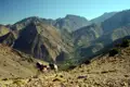 Packesel transportieren Gepäck auf einem Bergpfad im Atlasgebirge.