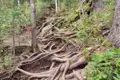 Freiliegende Baumwurzeln bilden den Weg auf diesem Waldpfad.