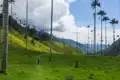 Radfahrer auf einem Weg im Cocora-Tal, umgeben von Wachspalmen und grünen Hügeln.
