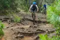 Mountainbiken auf einem anspruchsvollen Wurzeltrail.