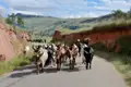 Zebu-Rinder werden auf einer Straße in einer hügeligen Landschaft getrieben.