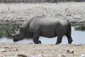 Spitzmaulnashorn trinkt Wasser während einer Safari.