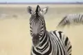 Zebra in der afrikanischen Savanne