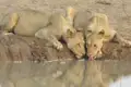 Zwei Löwinnen trinken Wasser.