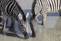 Zwei Zebras trinken Wasser.