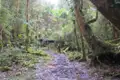 Wanderweg im Regenwald.