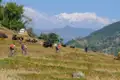 Mountainbiker auf einer Reise durch Nepal, vorbei an Weidetieren mit schneebedeckten Bergen im Hintergrund.