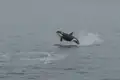 Ein Orca springt während der Reise aus dem Wasser.