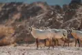 Arabische Oryxantilopen in der Wüstenlandschaft.