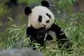 Panda beim Fressen von Bambus.
